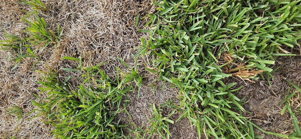 root 20230912_185500.jpg