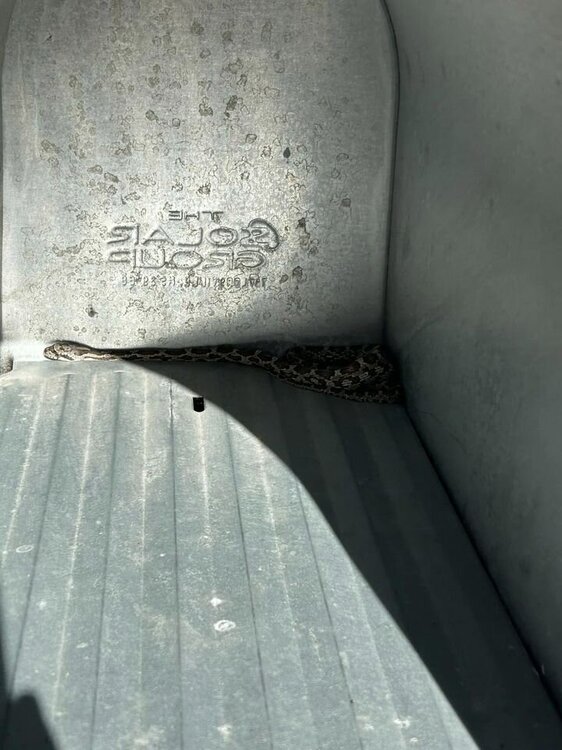 Mail snake 2.jpg