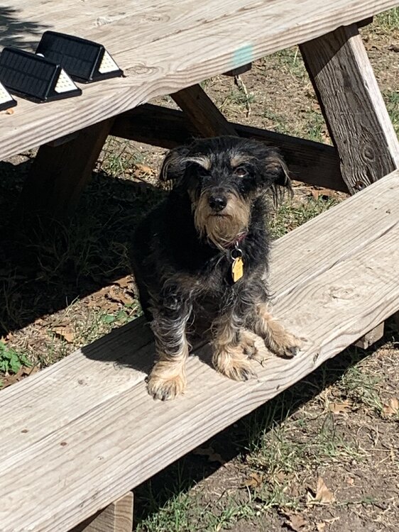 Olllie and an eclipse.jpg
