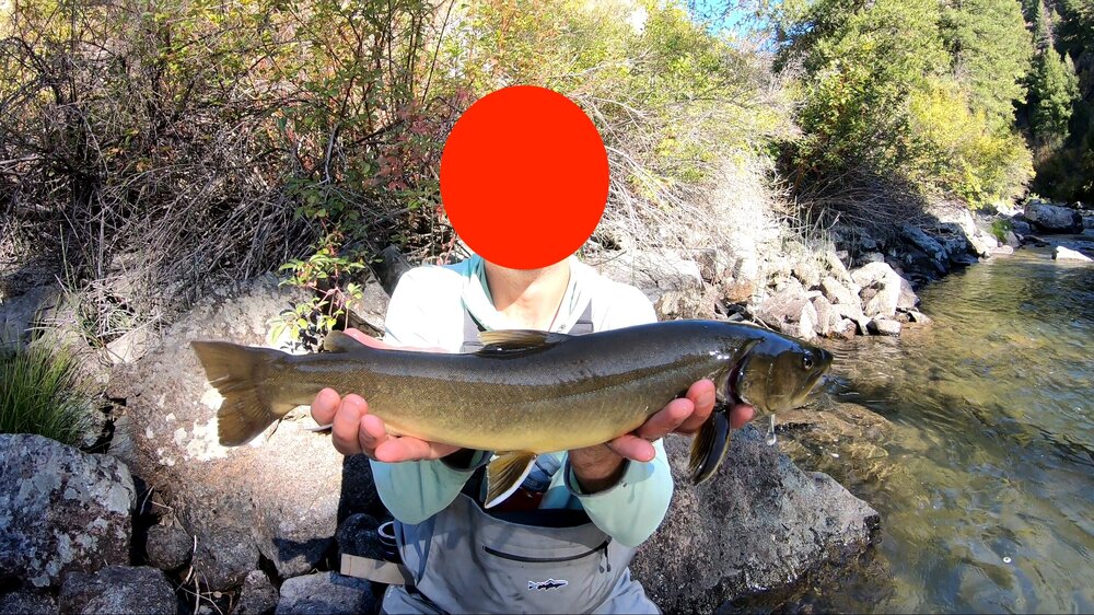 id-bull-trout.jpg