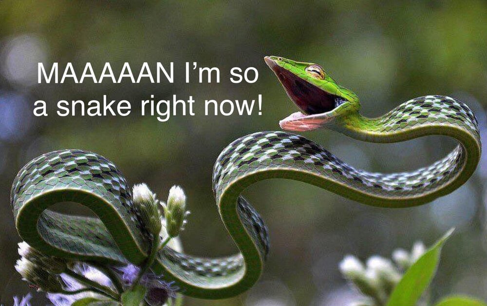 snake right now.jpg