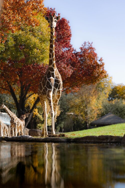 Giraffe at Fort Worth Zoo.jpg