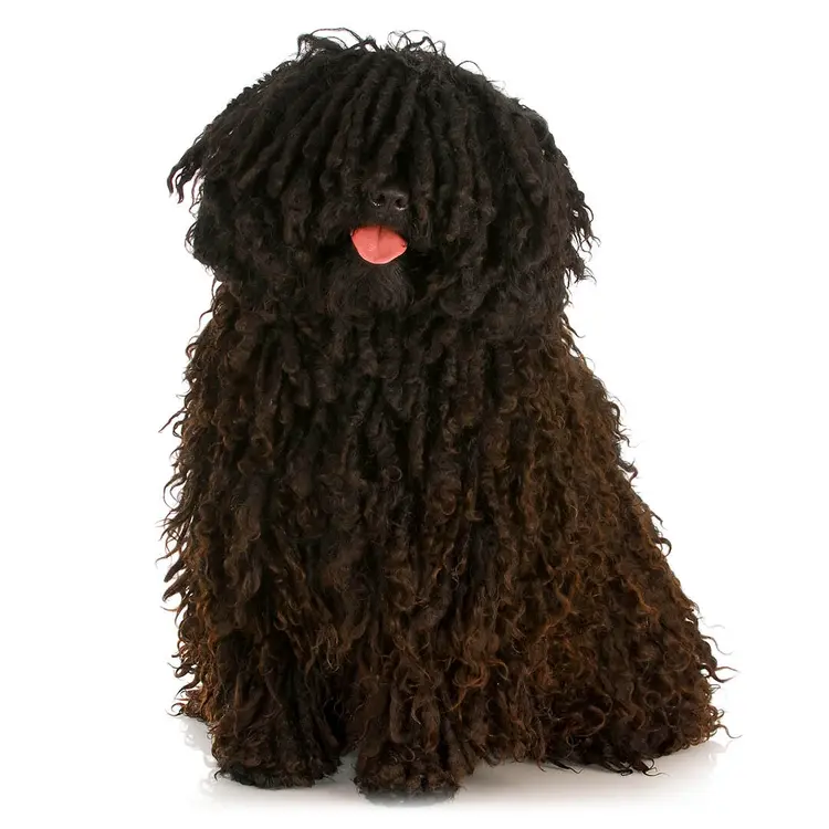 Hungarian-Puli.thumb.webp.473da99af0229c38f9402818cdcbd844.webp