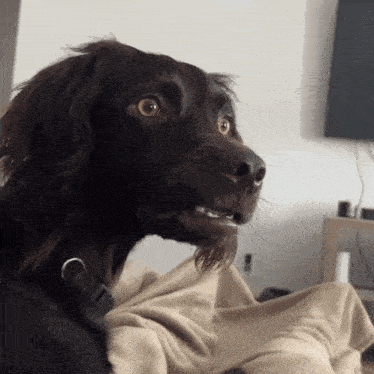 bobawooyo-dog-confused.gif.4fd4bfcdd288c4f8659879cde3a6a62a.gif