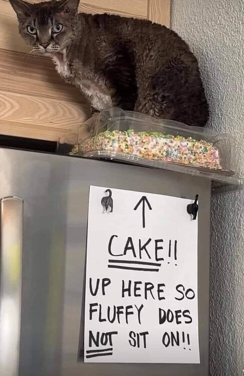 catcake.jpg