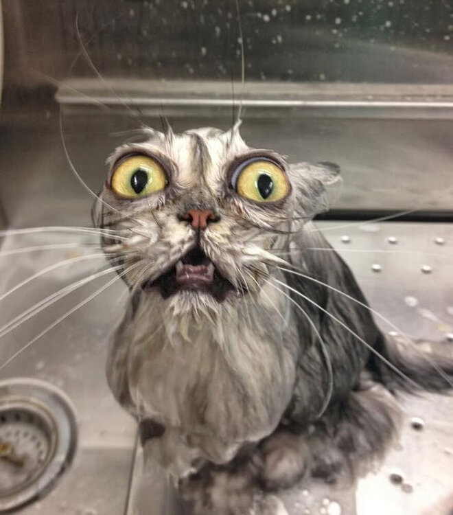 funny-wet-cats-36.thumb.jpg.2b0529d19d3def44d9fbebc27f14f149.jpg
