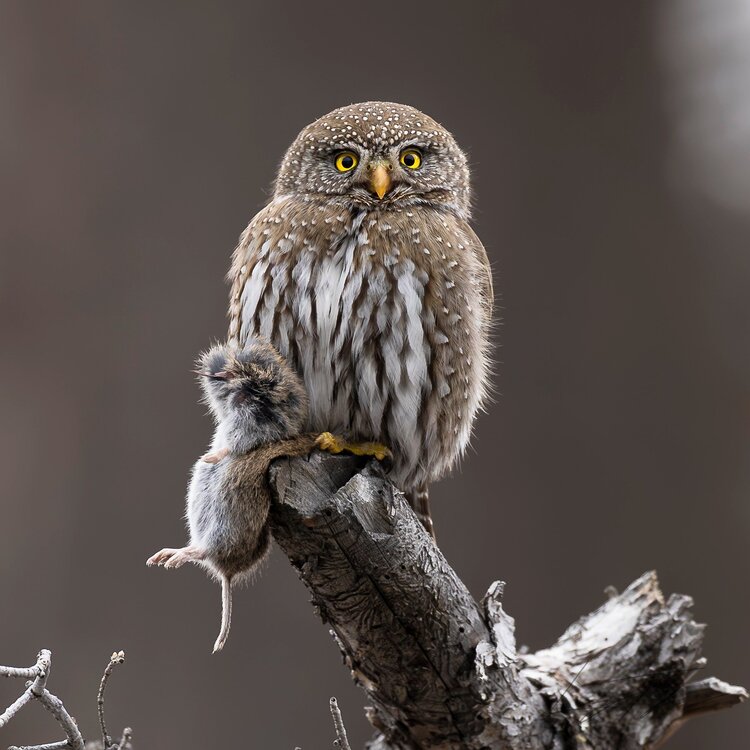 owl-62.thumb.jpg.44557221a72fc65ca87fc93b19e98be7.jpg