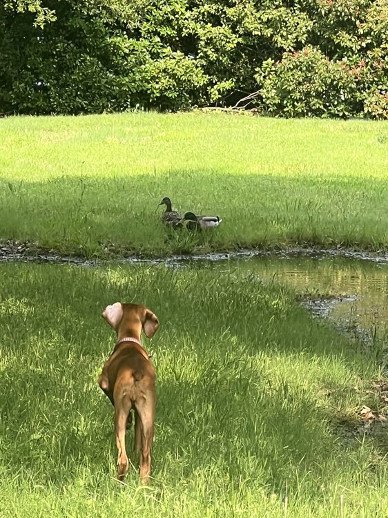 Dog&ducks.jpeg