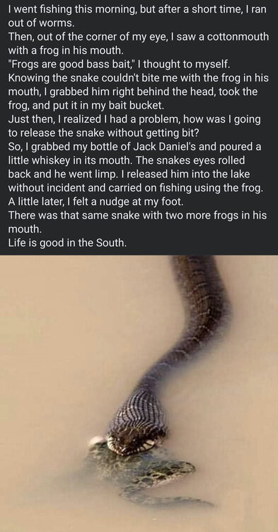 snakefrog.jpg