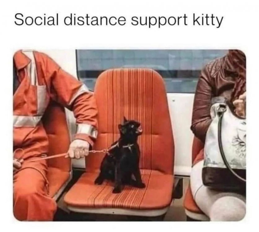 supportkitty.jpg