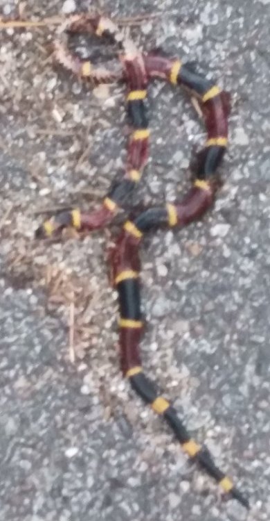 coralsnake.thumb.jpg.948f8ea8ddafeec924c7425b3de13b30.jpg