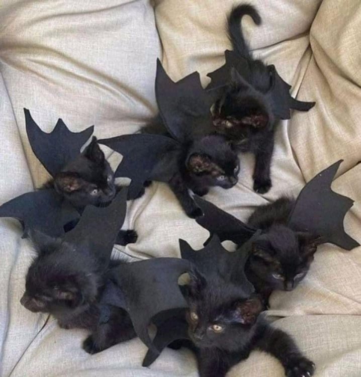 catbats.jpg