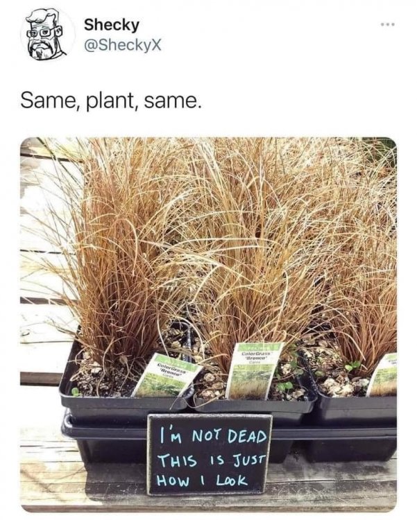 deadplant.jpg