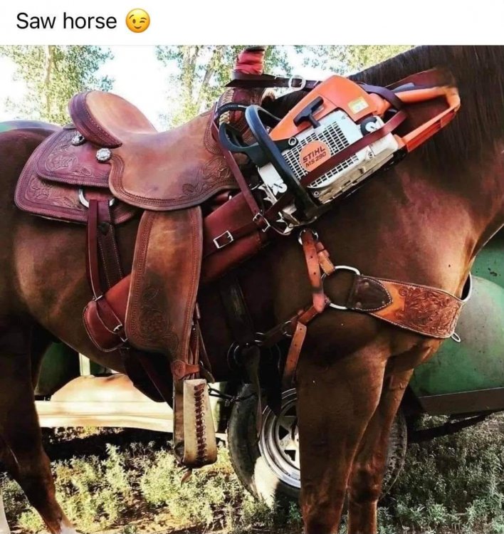 sawhorse.jpg