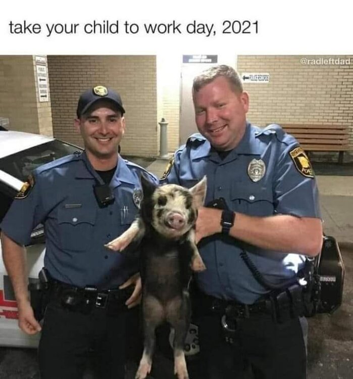 pigtowork.jpg