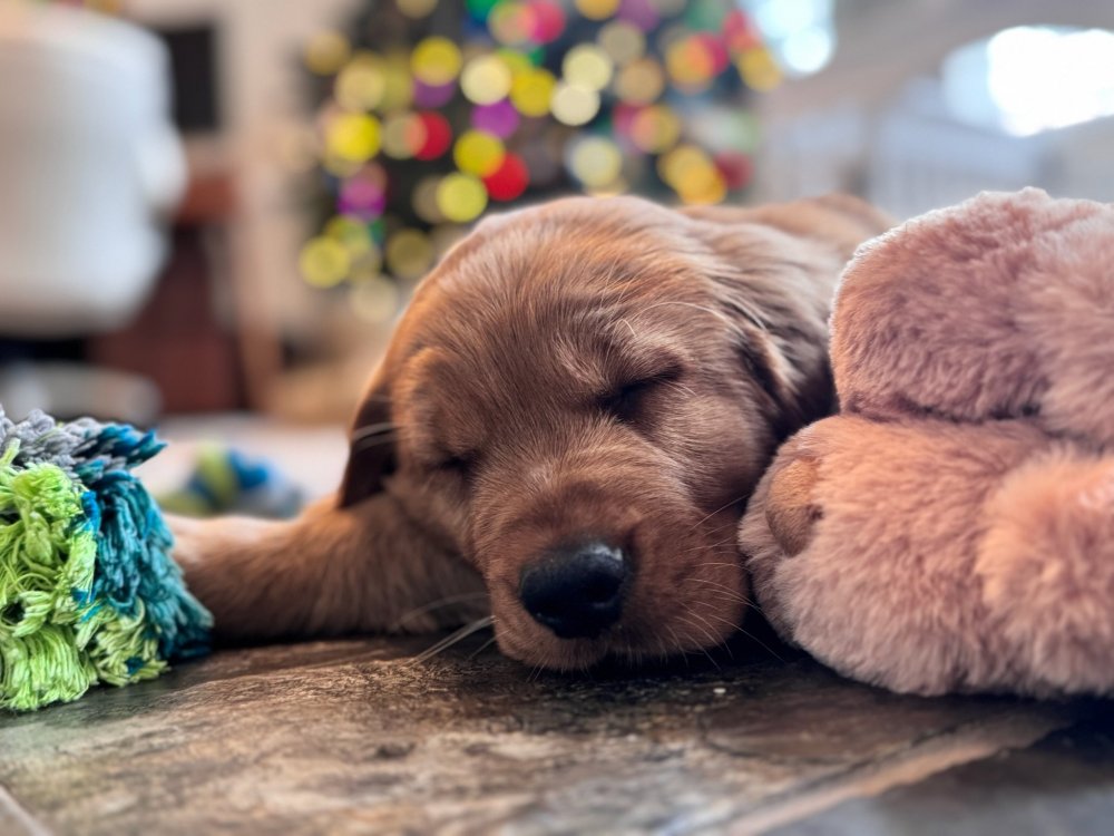 2024-12-15 13.52.05.jpg