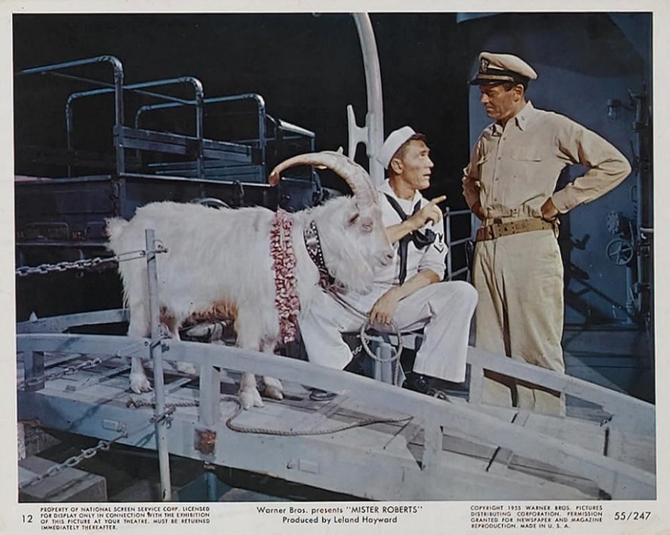 Navy goat.jpg