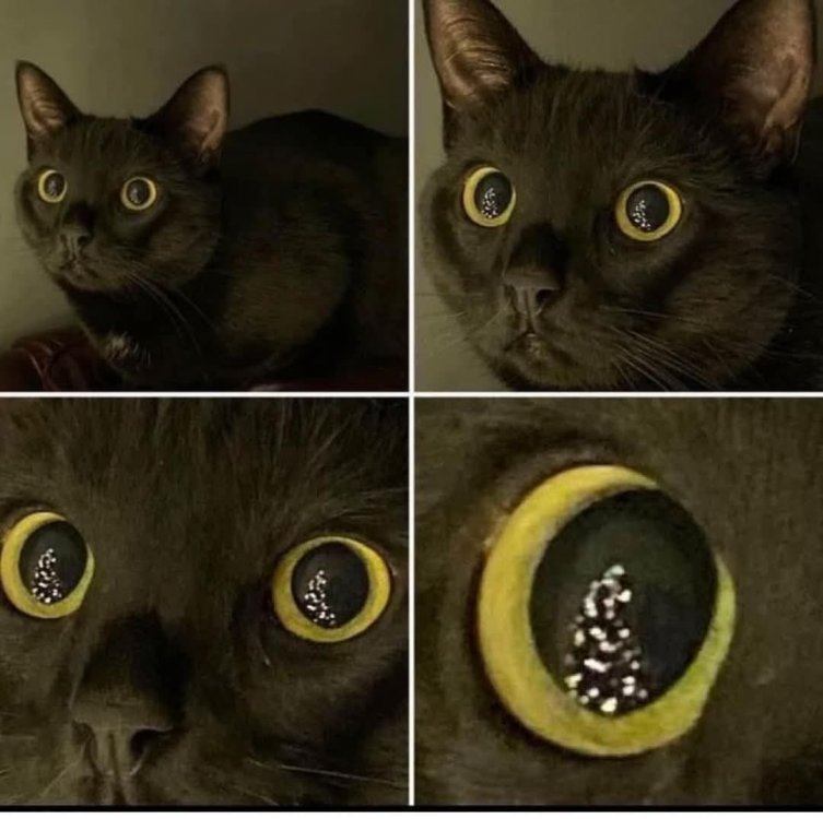 eyeofcat.jpg