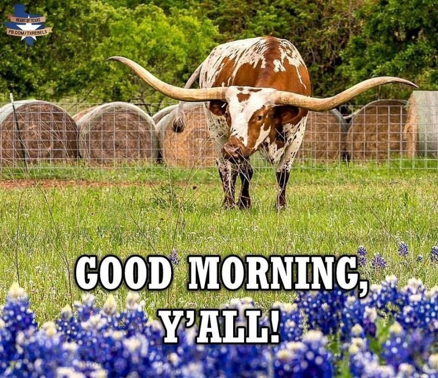 good morning ya'll.jpg