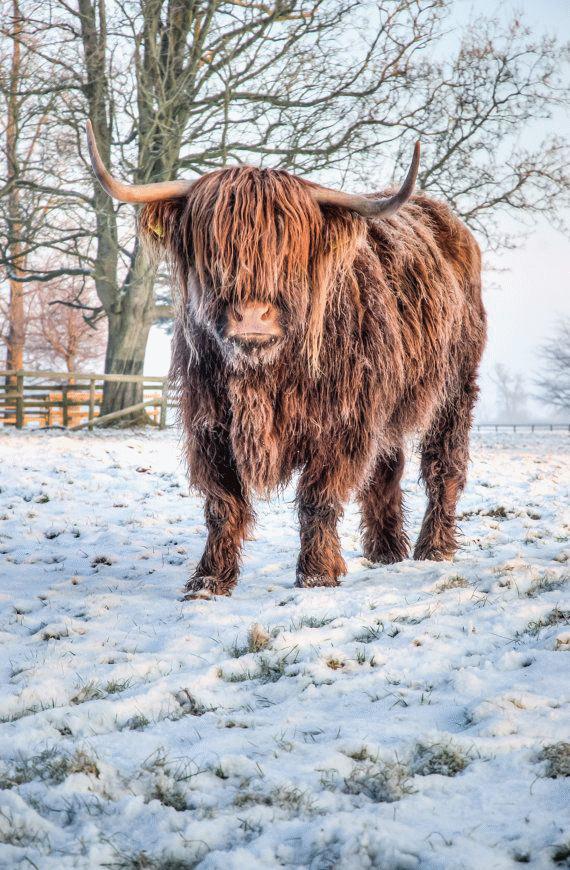 highlandcattle.gif