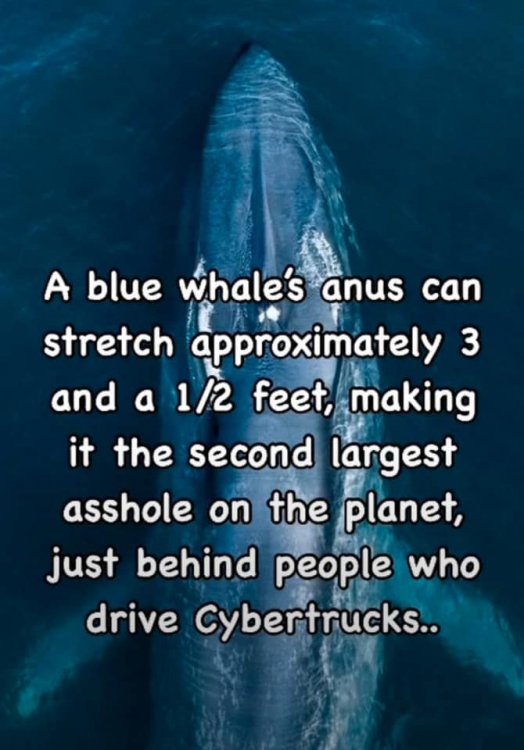 bluewhaleass.jpg