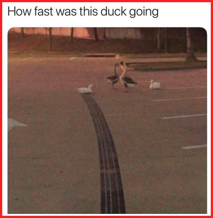 fastduck.jpg