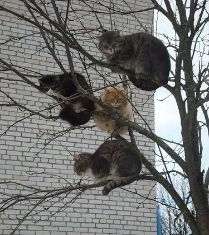 catsinatree.jpg