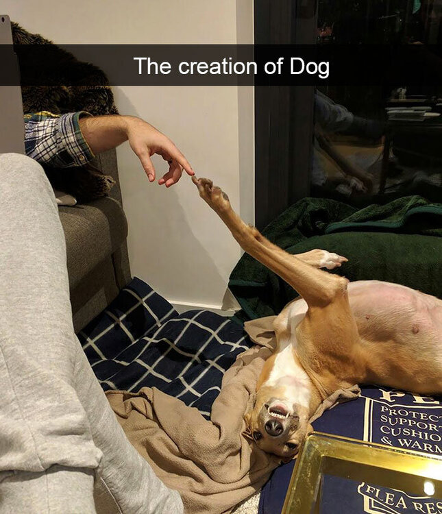 creationofdog.jpg