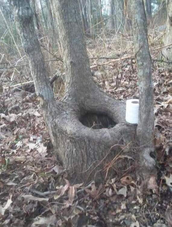 treetoilet.jpg