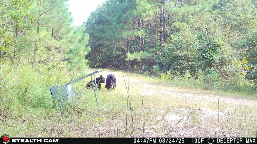 2 bears pic 2.jpg