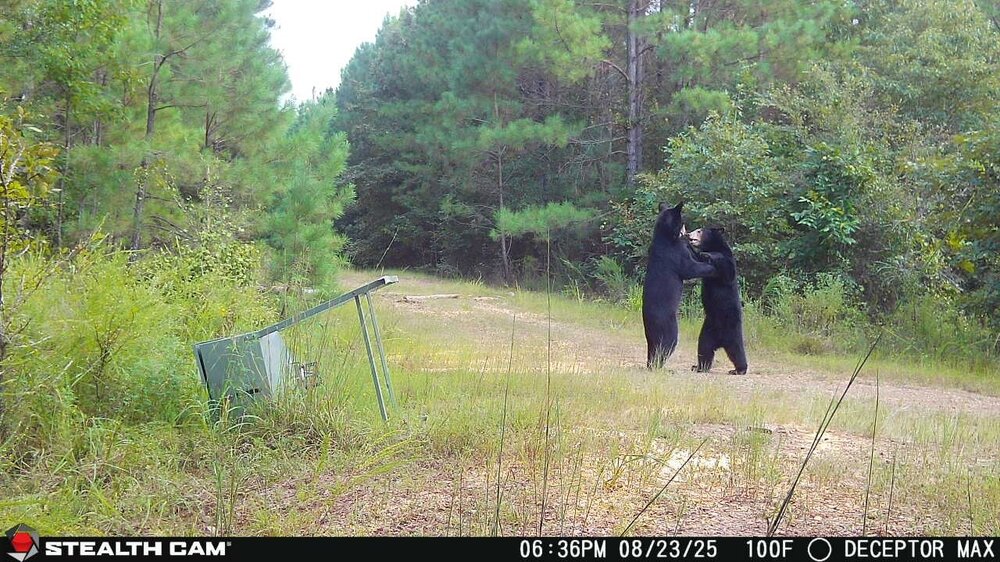 2 bears pic 3.jpg