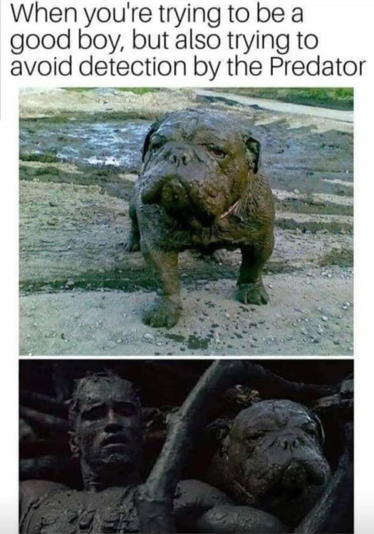 muddog.jpg