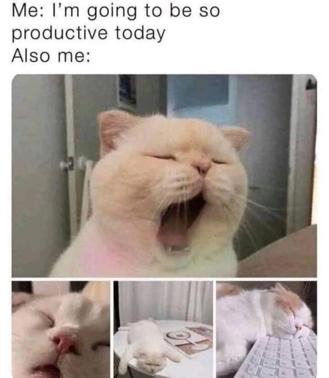 productivecat.jpg