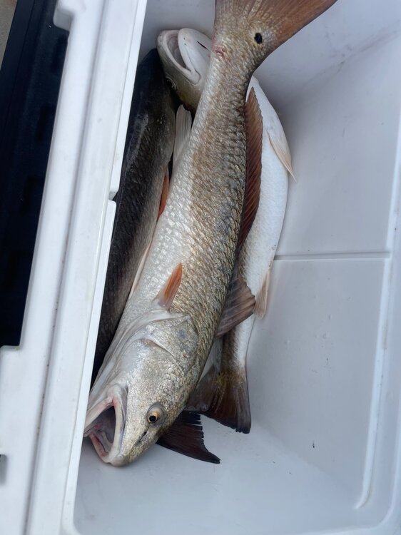 October 2025 red limit.jpg