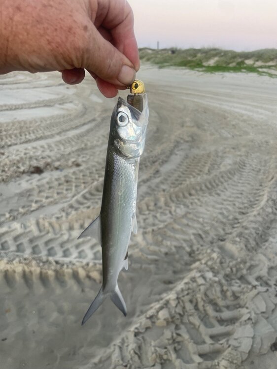 little bait little fish.jpg