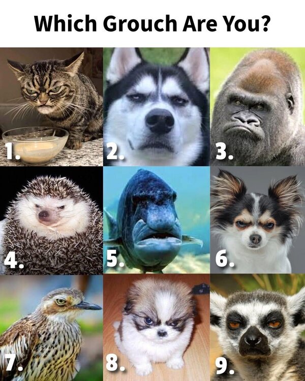 whichgrouch.jpg