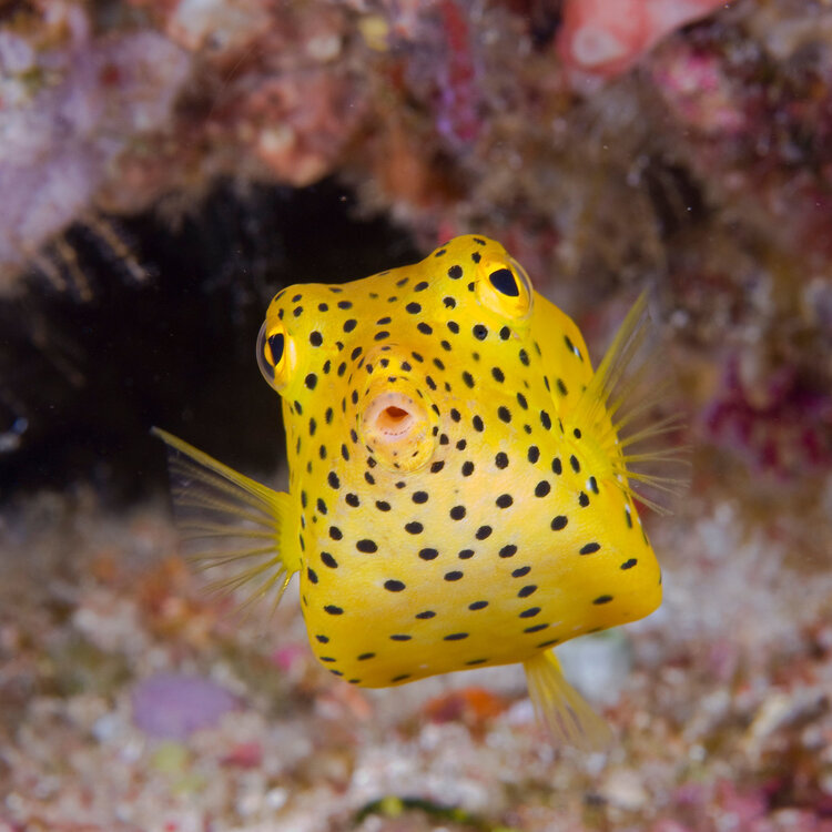 15TB-BOXFISH1-mediumSquareAt3X.thumb.jpg.7b2406942d30629daae6d8c21b4d247e.jpg