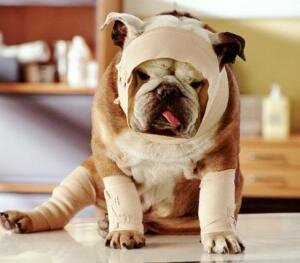 hurt-dog.jpg.b231e5718c85c5fe6eb491742d3d991d.jpg