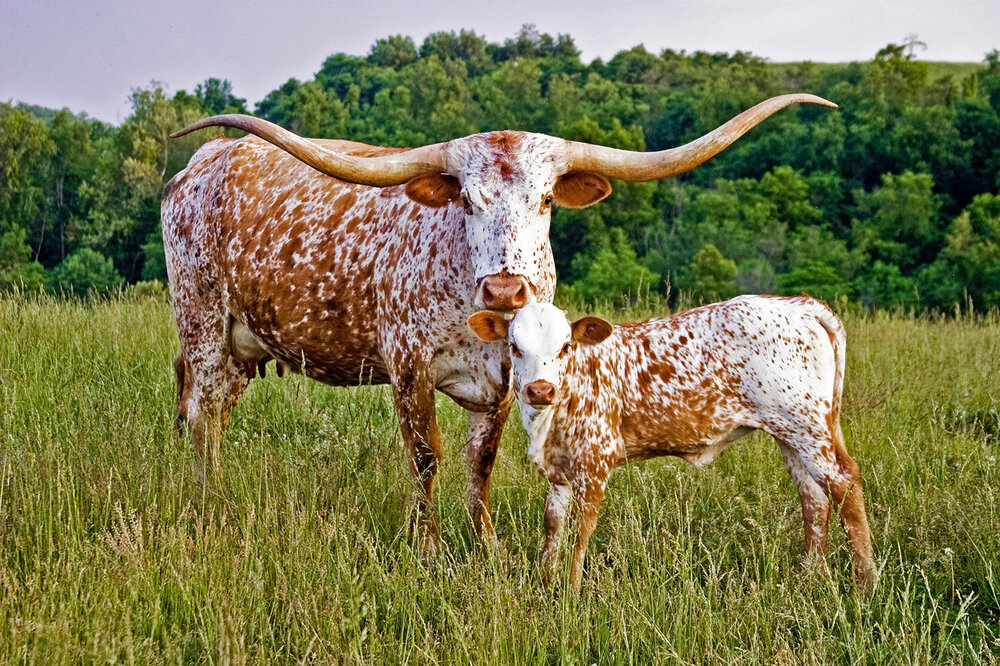 Longhorn and calf.jpg