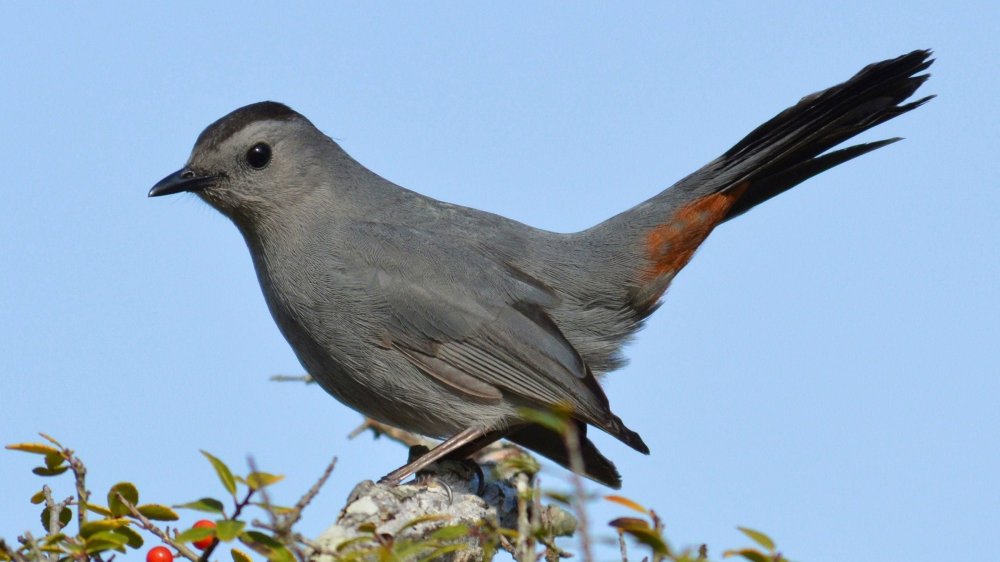 web_h_gbbc_gray_catbird_1_marie-lehmann_fl_2012_kk_adult.jpg